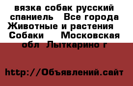 вязка собак русский спаниель - Все города Животные и растения » Собаки   . Московская обл.,Лыткарино г.